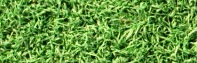 high grass